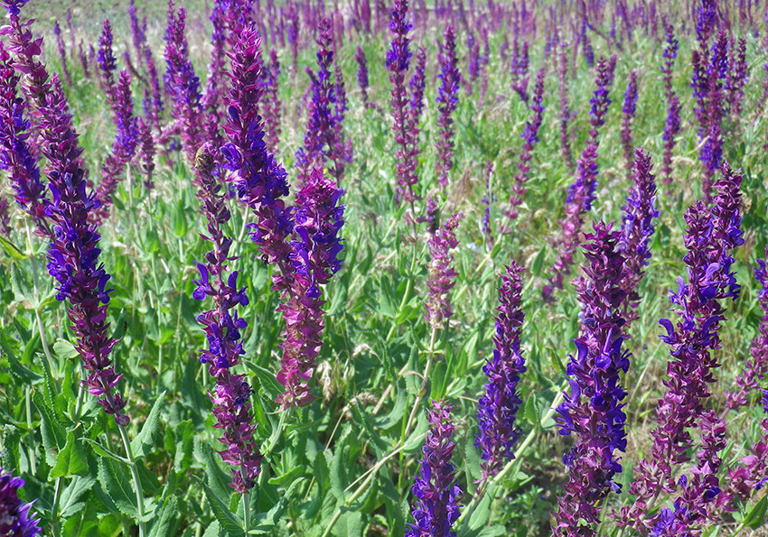  дібровна (Salvia nemorosa)